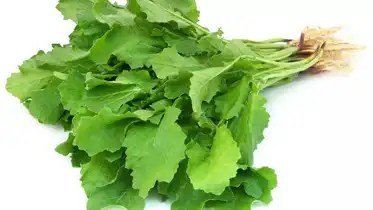 Leafy (Saag) enlarged