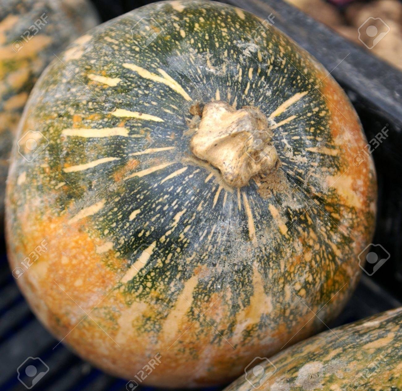 Ash gourd (Peta Khaddu) enlarged