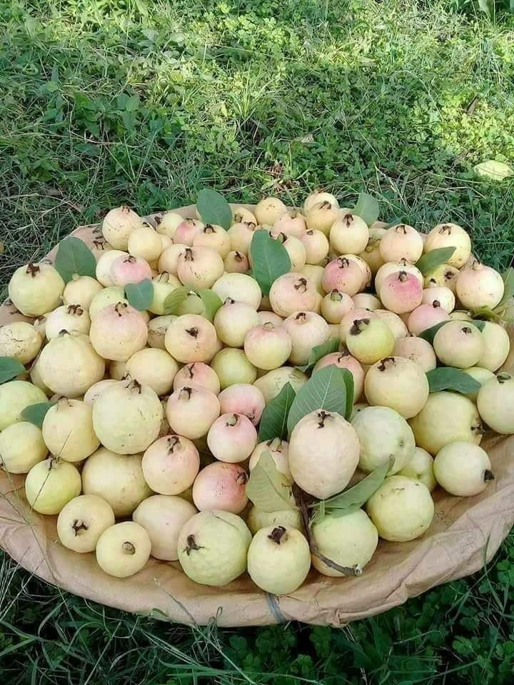 Guava (Amrood) enlarged