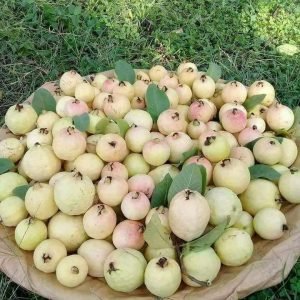Guava (Amrood)