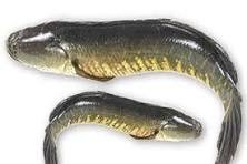 Soll Fish