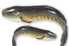 Soll Fish enlarged