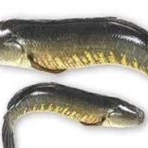 Soll Fish