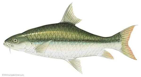 Masheer Fish