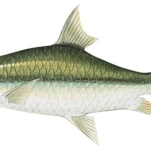 Masheer Fish