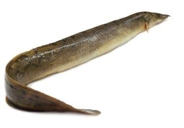 Bamm Fish