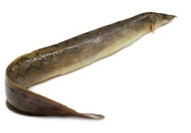 Bamm Fish enlarged
