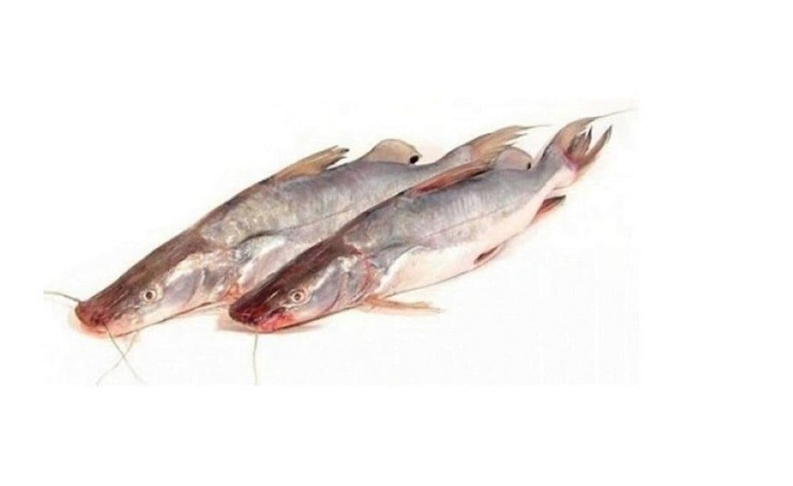 Sengara Fish enlarged