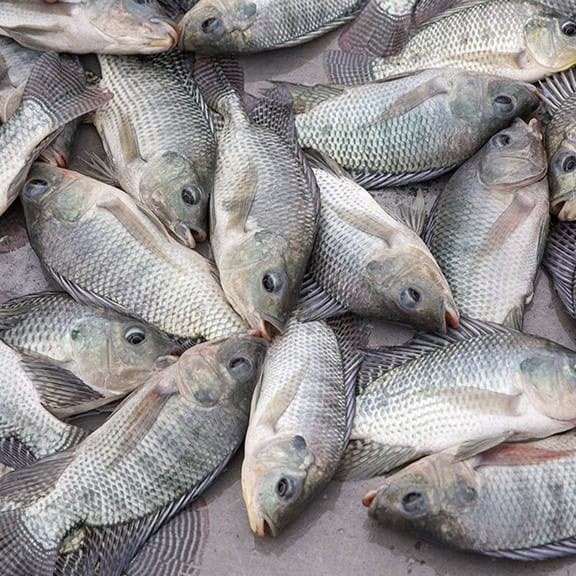Tape Fish enlarged