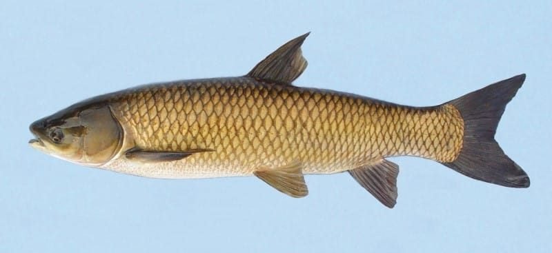 Grass Fish