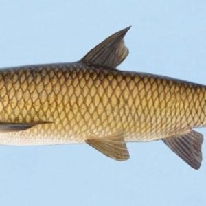 Grass Fish