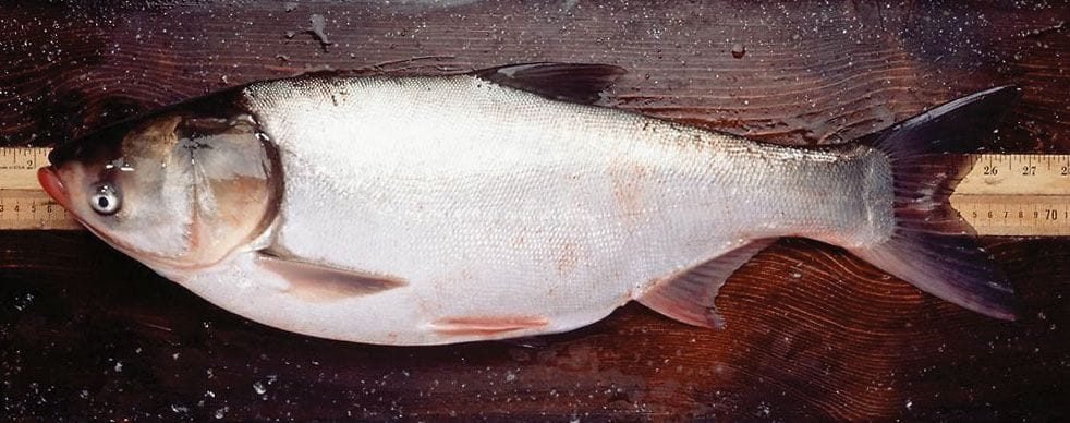 Silver Fish