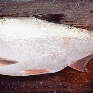 Silver Fish