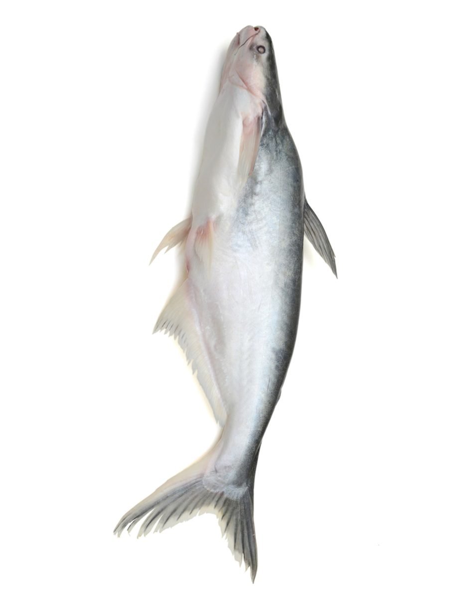 Bangash Fish