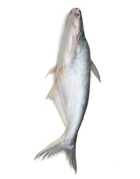 Bangash Fish