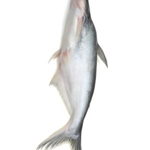 Bangash Fish