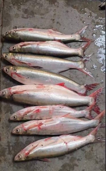 Sher Mahi Fish
