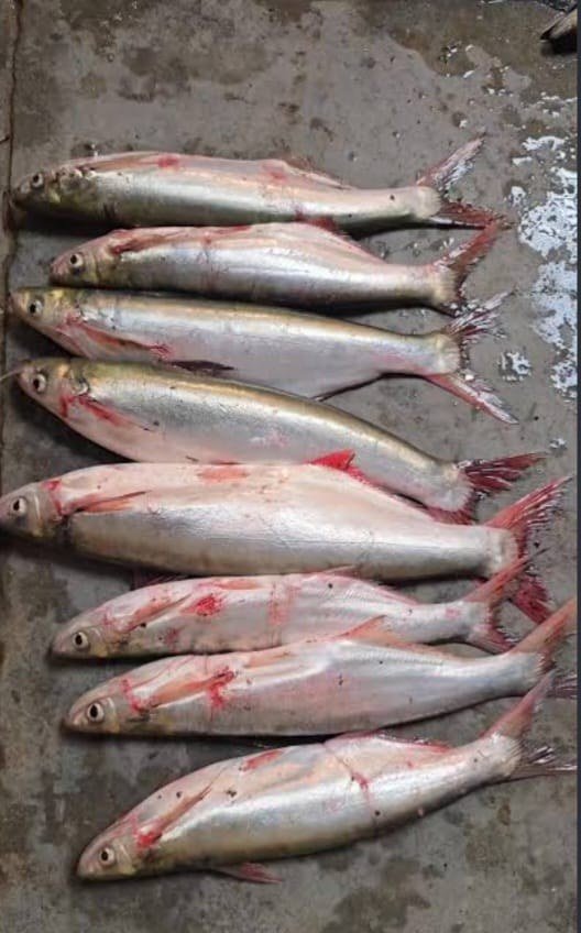 Sher Mahi Fish enlarged