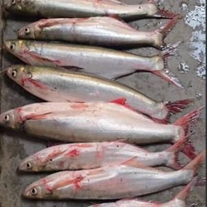 Sher Mahi Fish